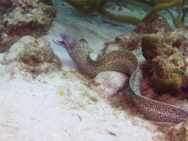 Spotted Moray Eel IMG 7560